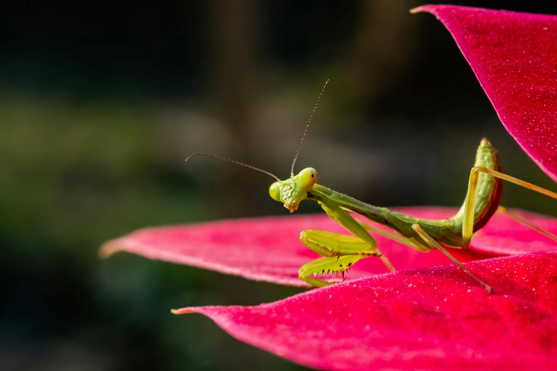 Jak mądrze korzystać z mediów społecznościowych, nie tracąc więzi z Bogiem Modliszka na czerwonym liściu w zbliżeniu macro