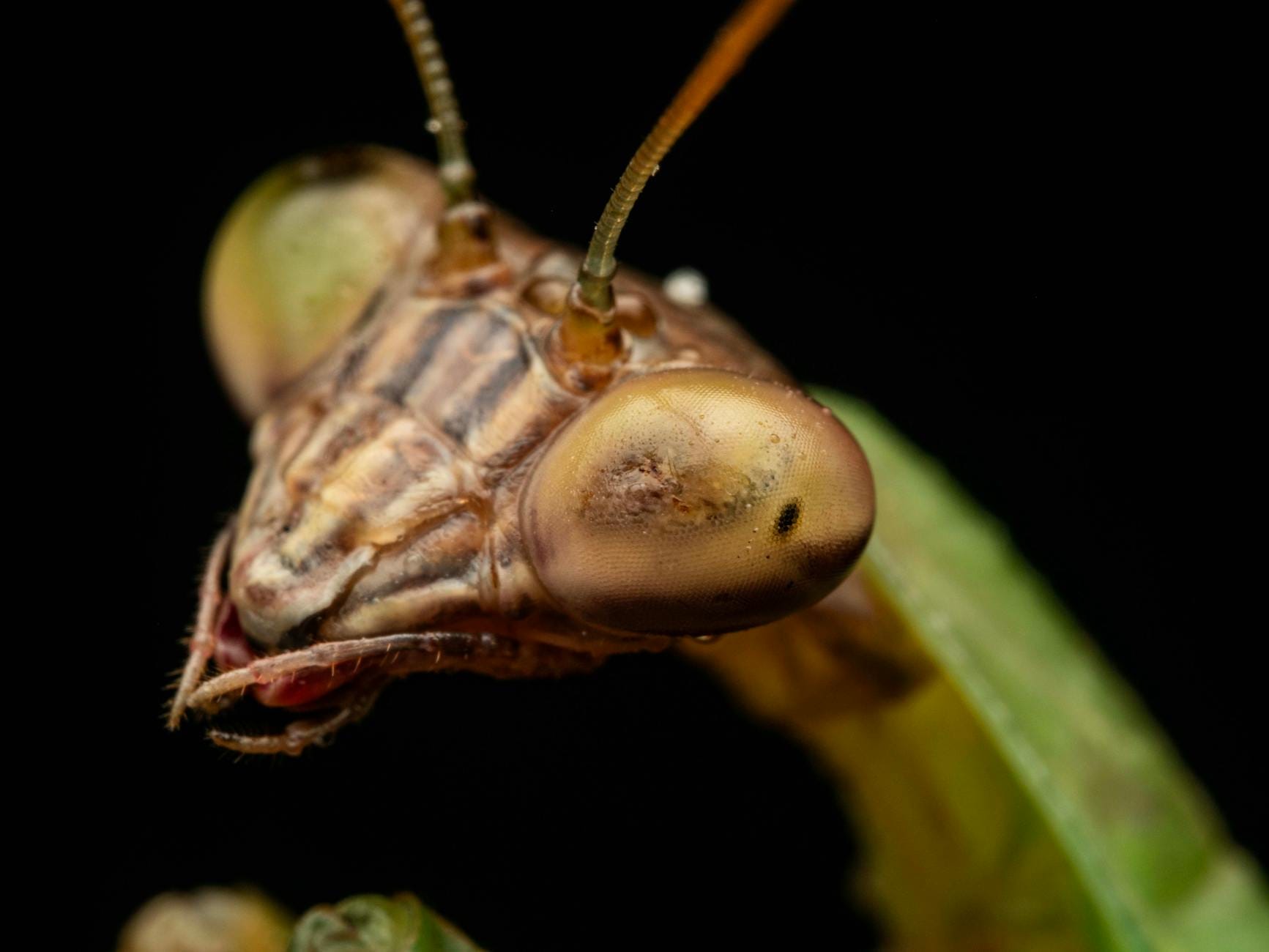 Zbliżenie głowy modliszki z wyraźnie widocznymi oczami
