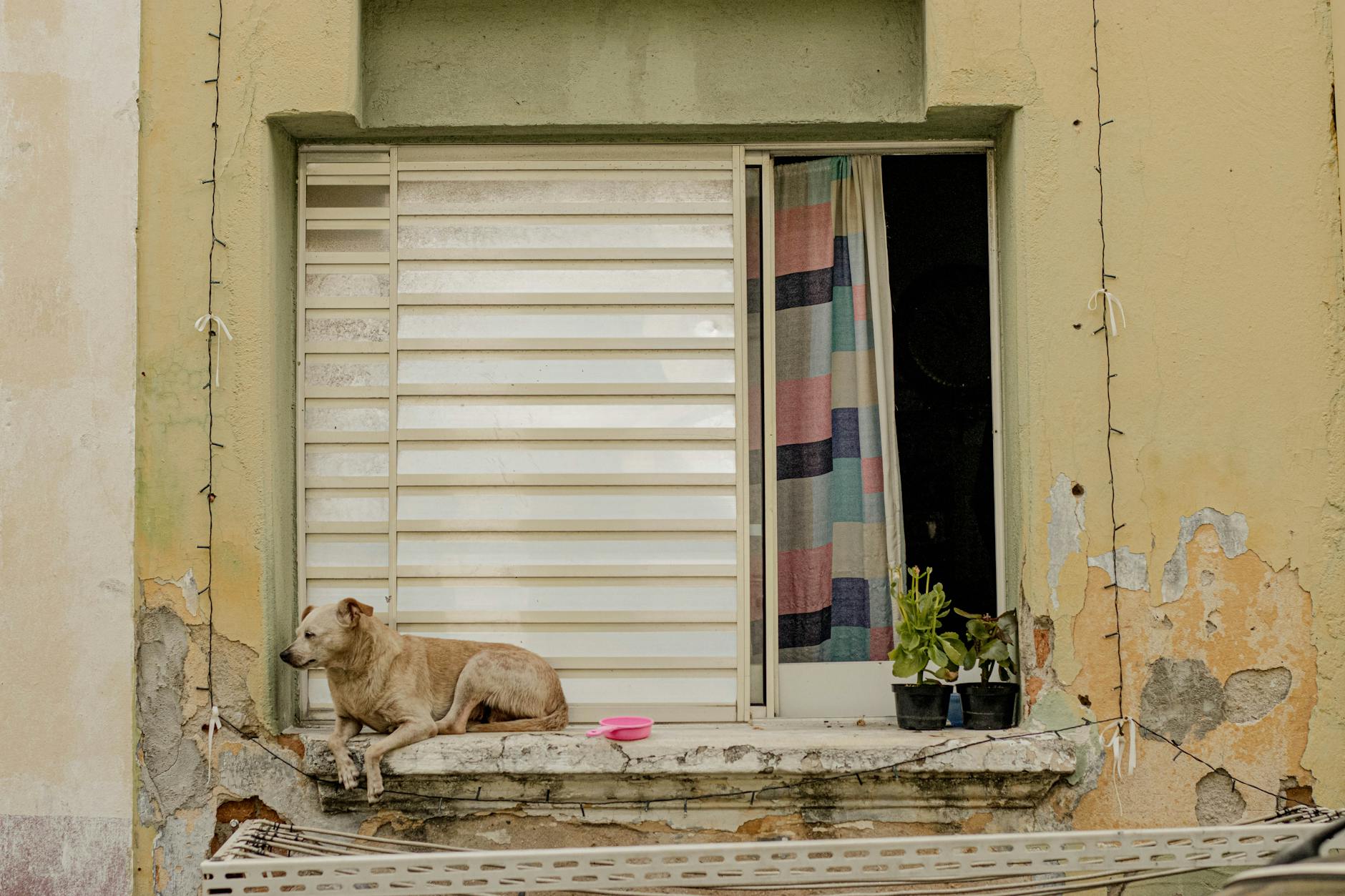 Pies leżący na starym miejskim parapecie okiennym obok doniczek z roślinami