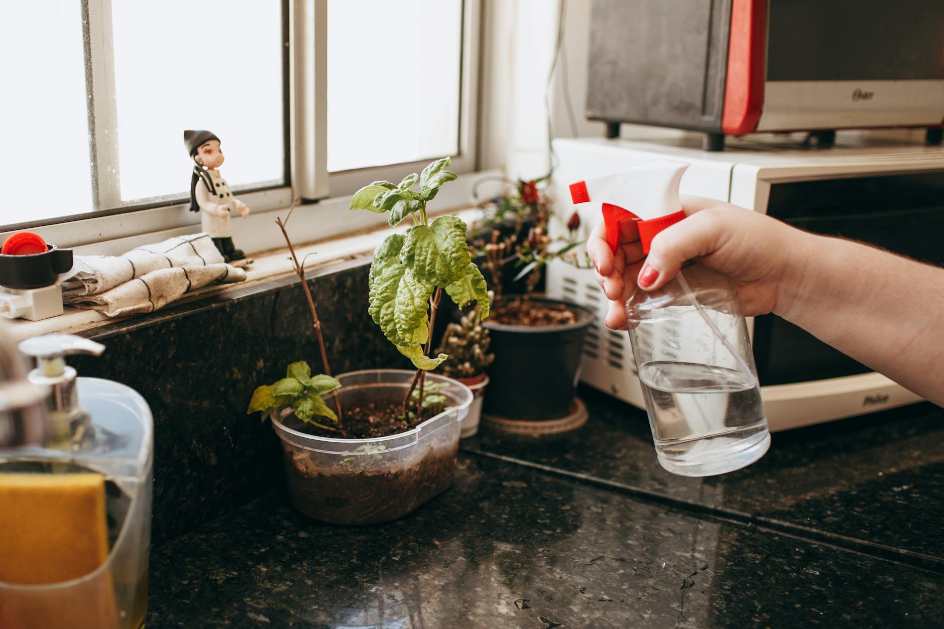 Podlewanie ziół na kuchennym parapecie przy dużym oknie