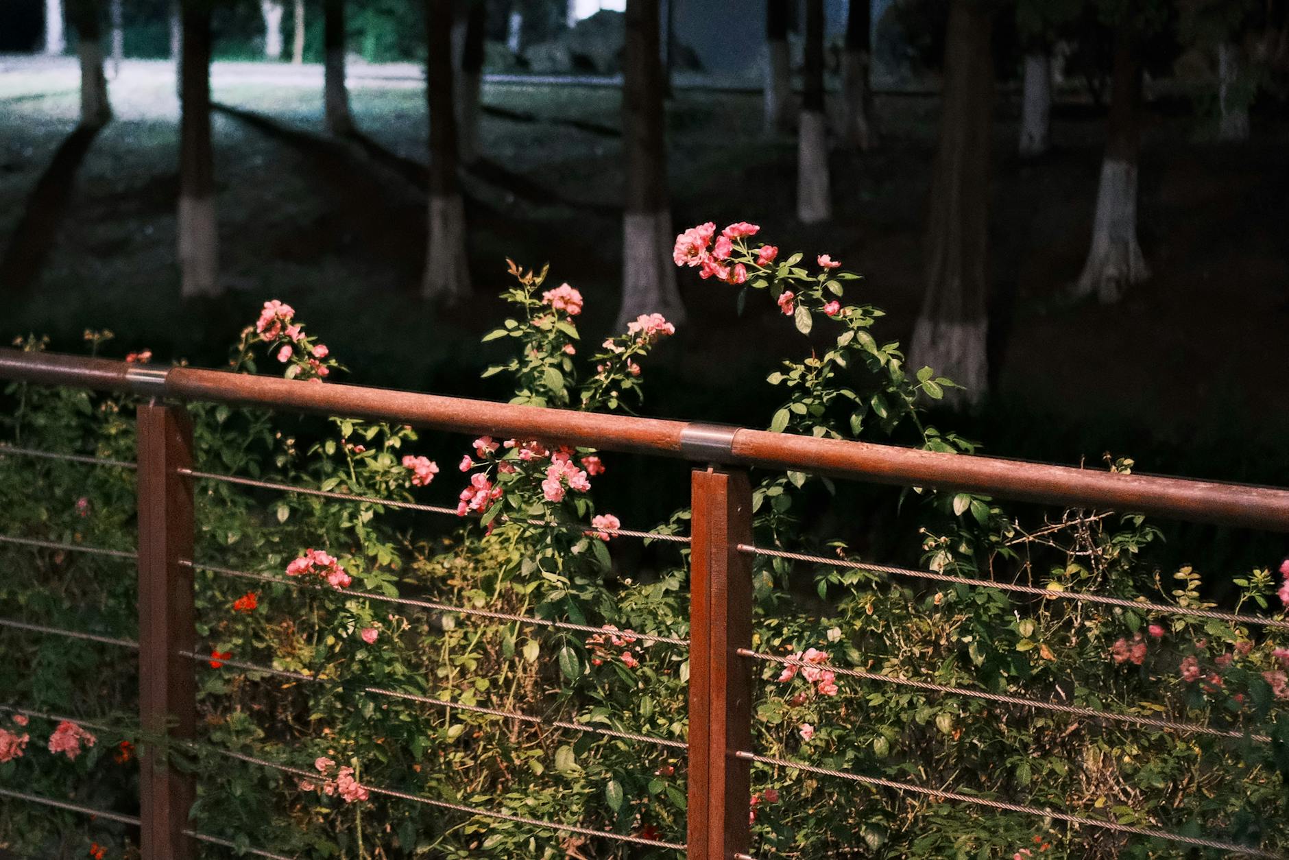 Różowe róże nocą za drewnianą balustradą w ogrodzie