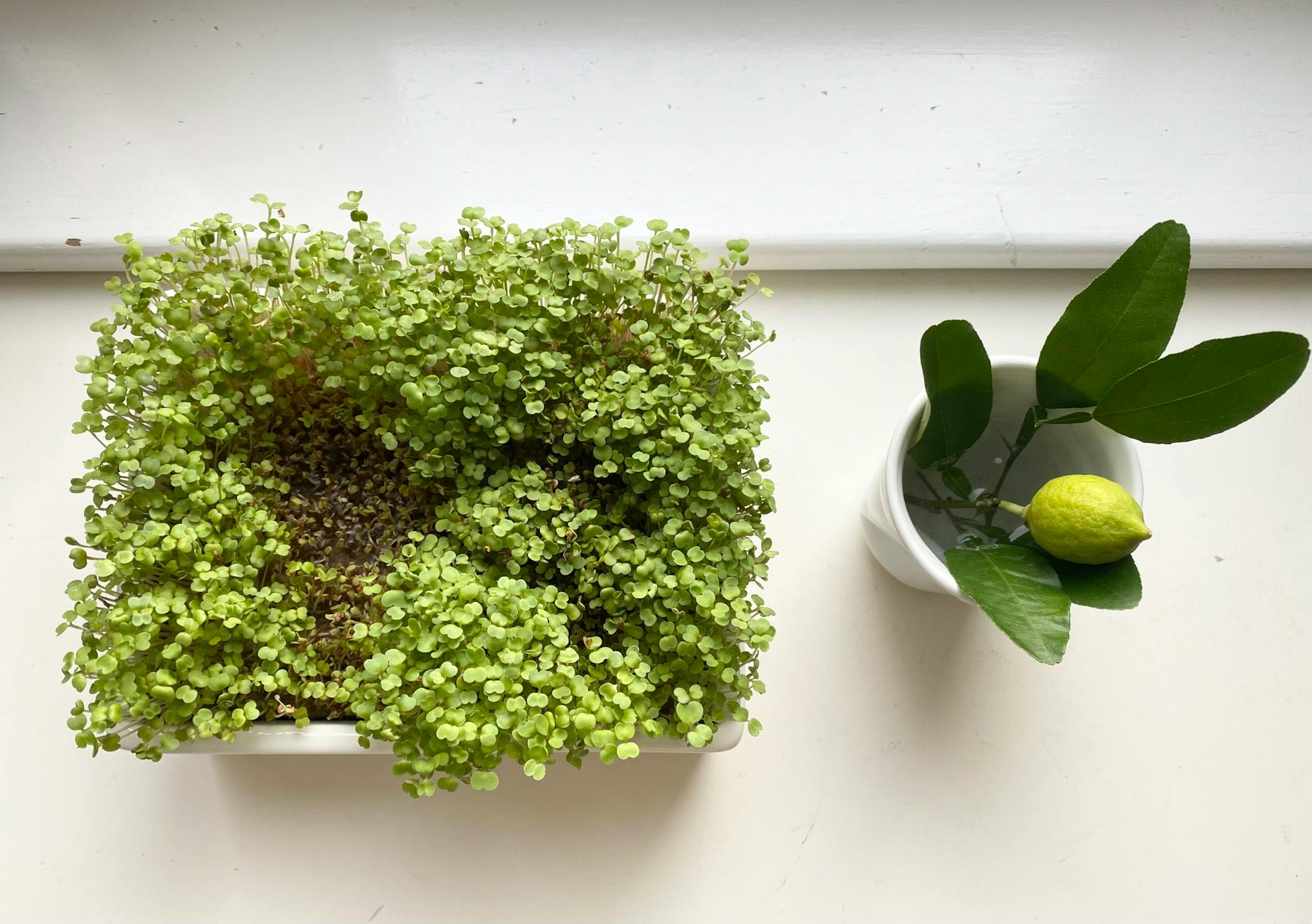 Taca z mikroliśćmi i cytrusem stojąca na jasnym parapecie okna